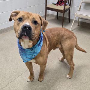 Kash, Adoptable, Adult Male Bulldog & Boxer.