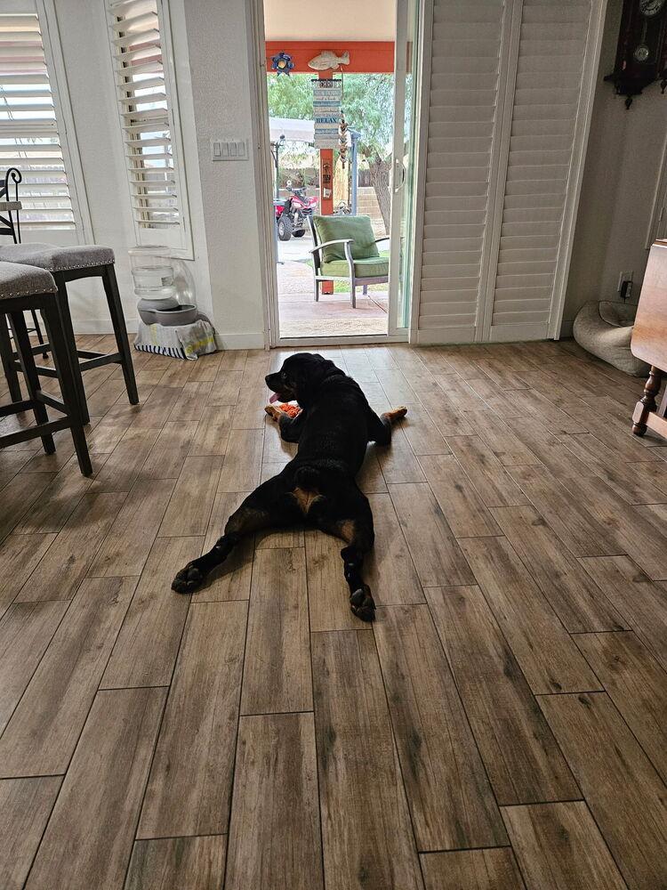 Xander, a Adoptable Rottweiler in Gilbert, AZ image 1/4