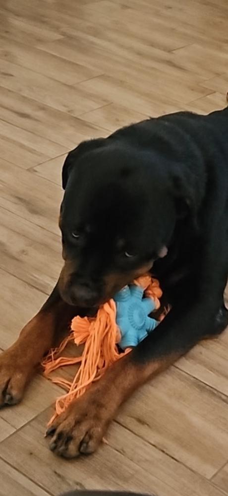 Xander, a Adoptable Rottweiler in Gilbert, AZ image 2/4