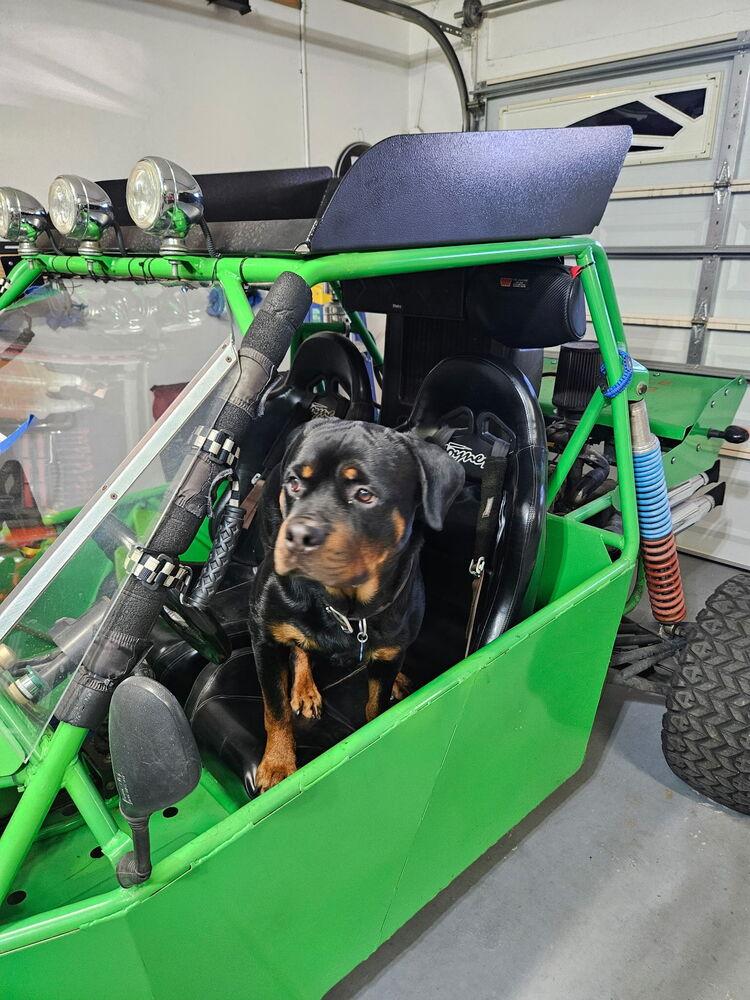 Xander, a Adoptable Rottweiler in Gilbert, AZ image 3/4
