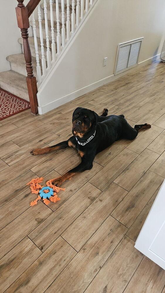 Xander, a Adoptable Rottweiler in Gilbert, AZ image 4/4
