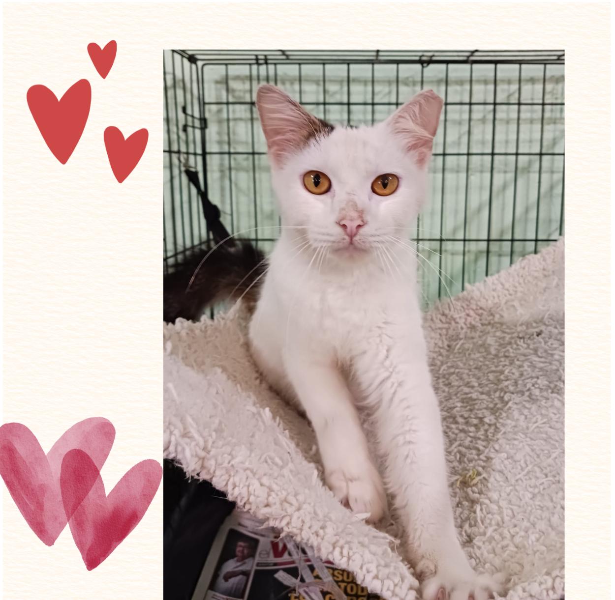 Mashmallow, ADOPTABLE, Young Female Domestic Medium Hair.