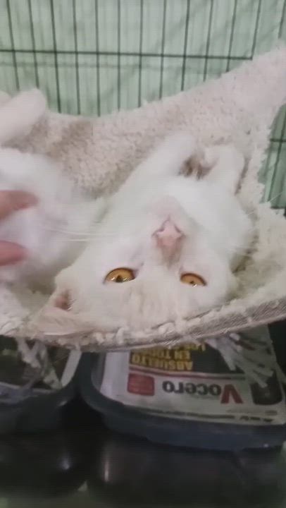 Enlarge Mashmallow, a ADOPTABLE Domestic Medium Hair in San Juan, PR video 3/6