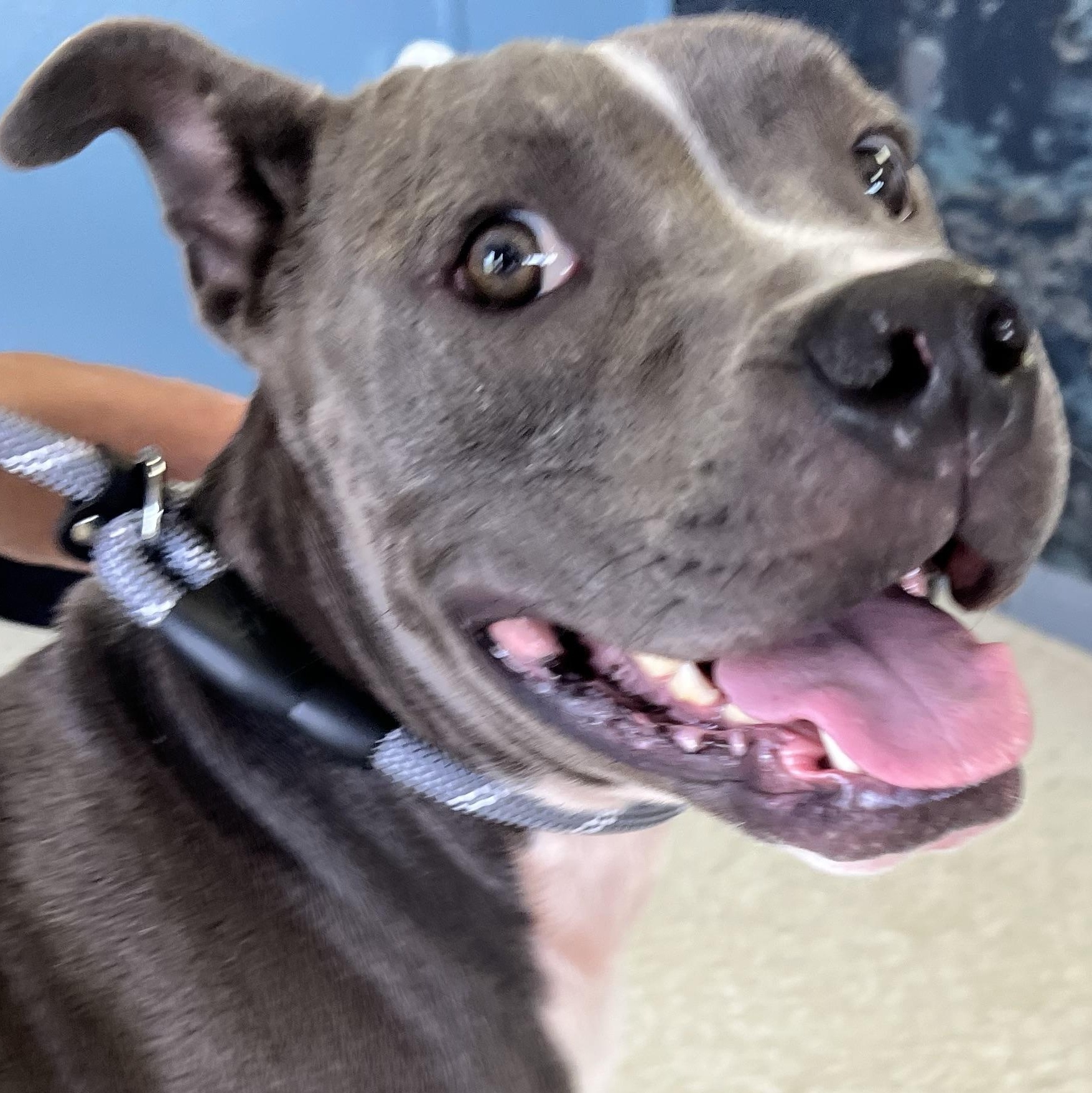 Enlarge BUDDY, a Adoptable Pit Bull Terrier in Shawnee, OK image 1/5