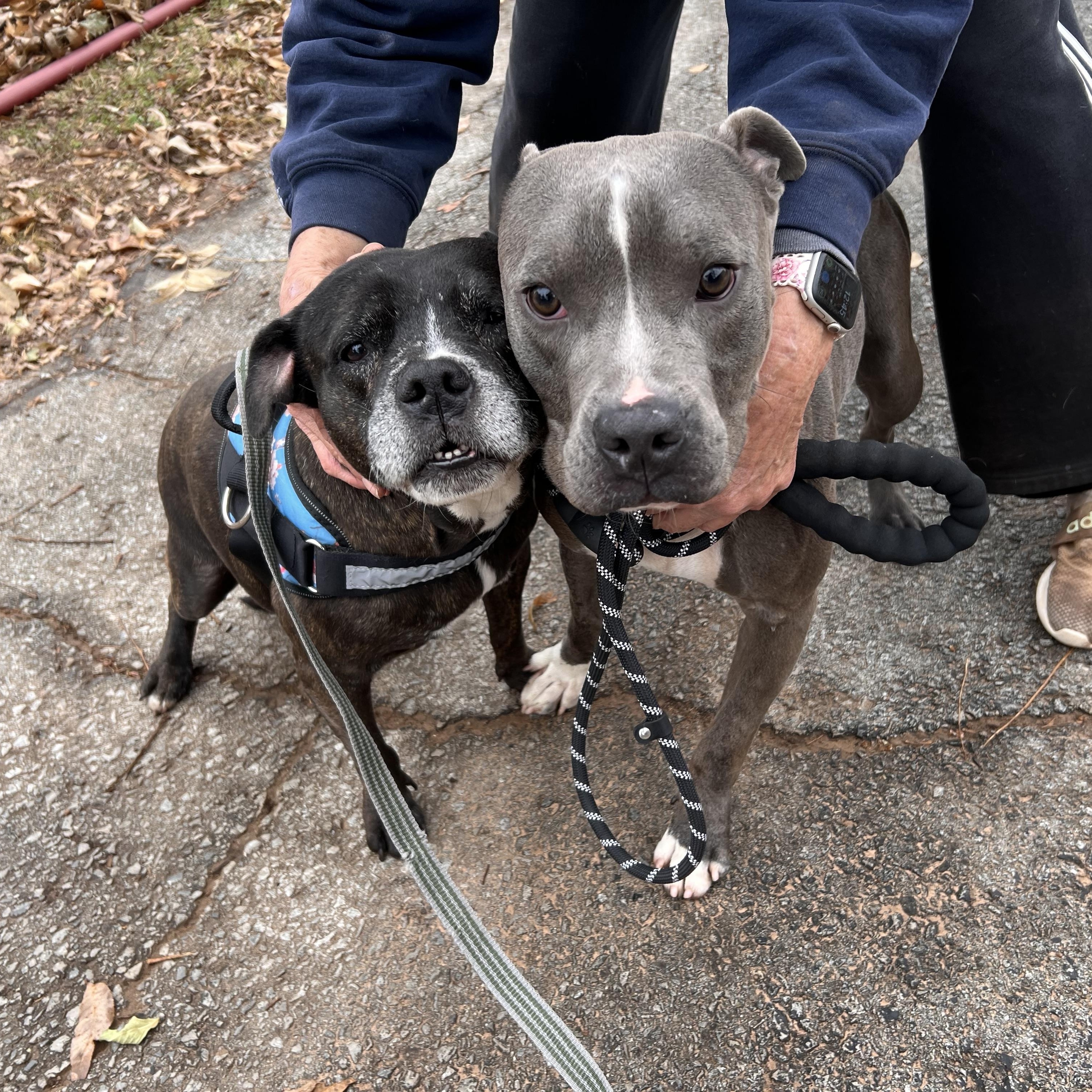 Enlarge BUDDY, a Adoptable Pit Bull Terrier in Shawnee, OK image 3/5
