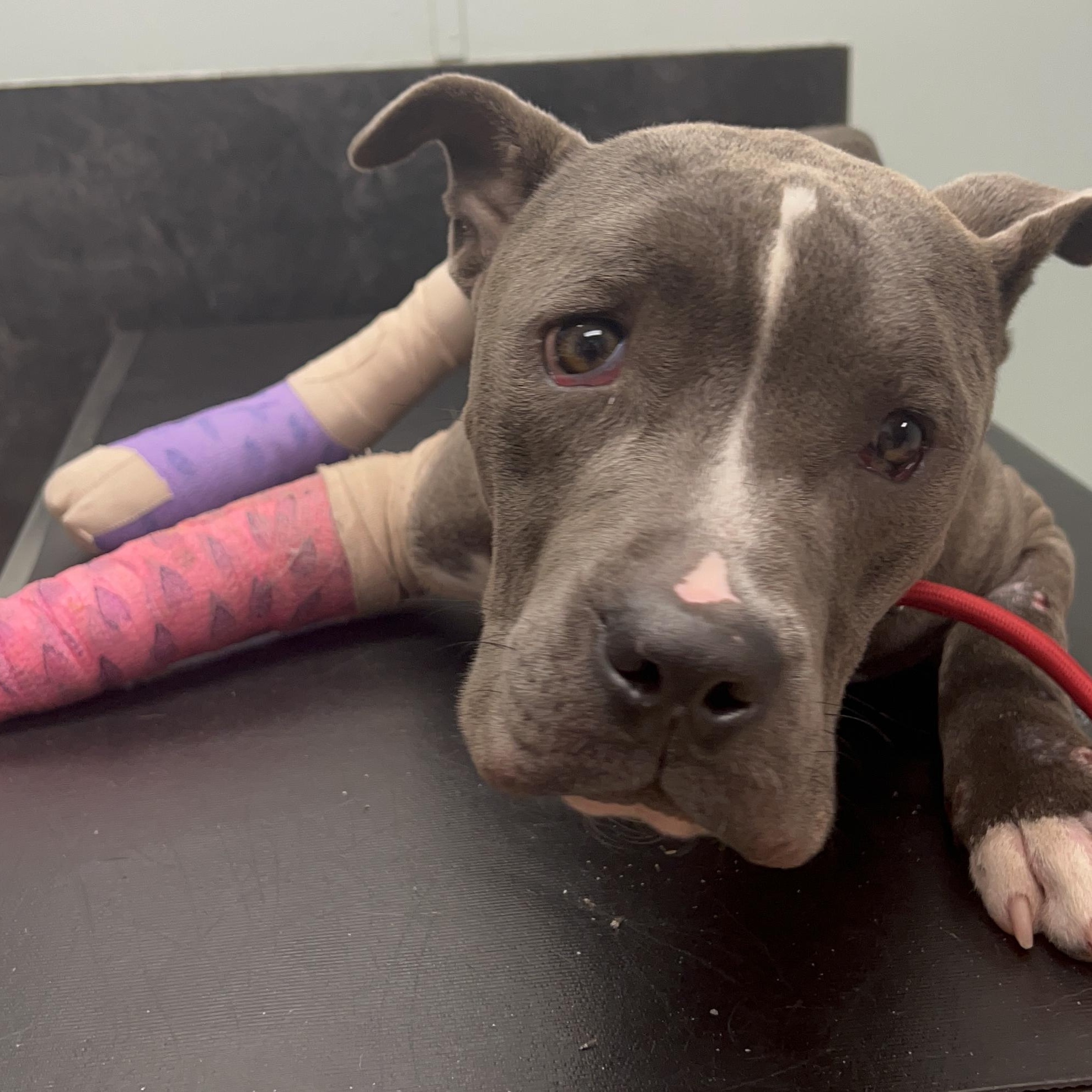 Enlarge BUDDY, a Adoptable Pit Bull Terrier in Shawnee, OK image 4/5