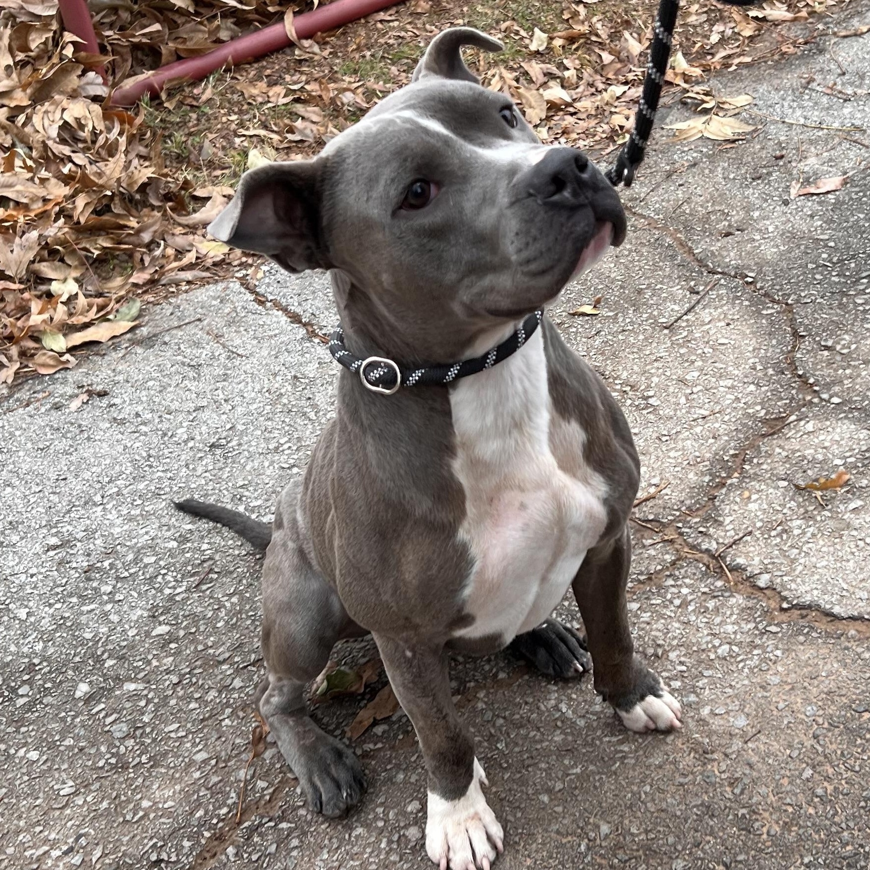 Enlarge BUDDY, a Adoptable Pit Bull Terrier in Shawnee, OK image 5/5