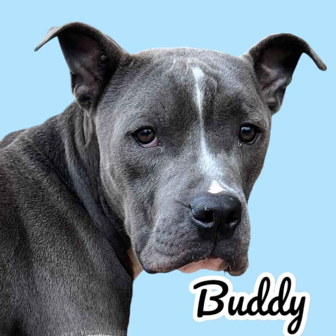 Enlarge BUDDY, a Adoptable Pit Bull Terrier in Shawnee, OK image 2/5