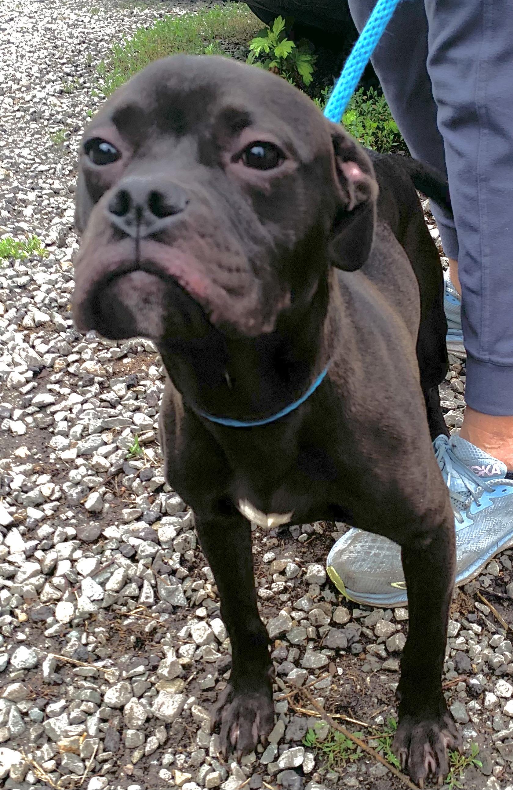 Enlarge Nugget, a ADOPTABLE Mixed Breed in McKeesport, PA image 2/6