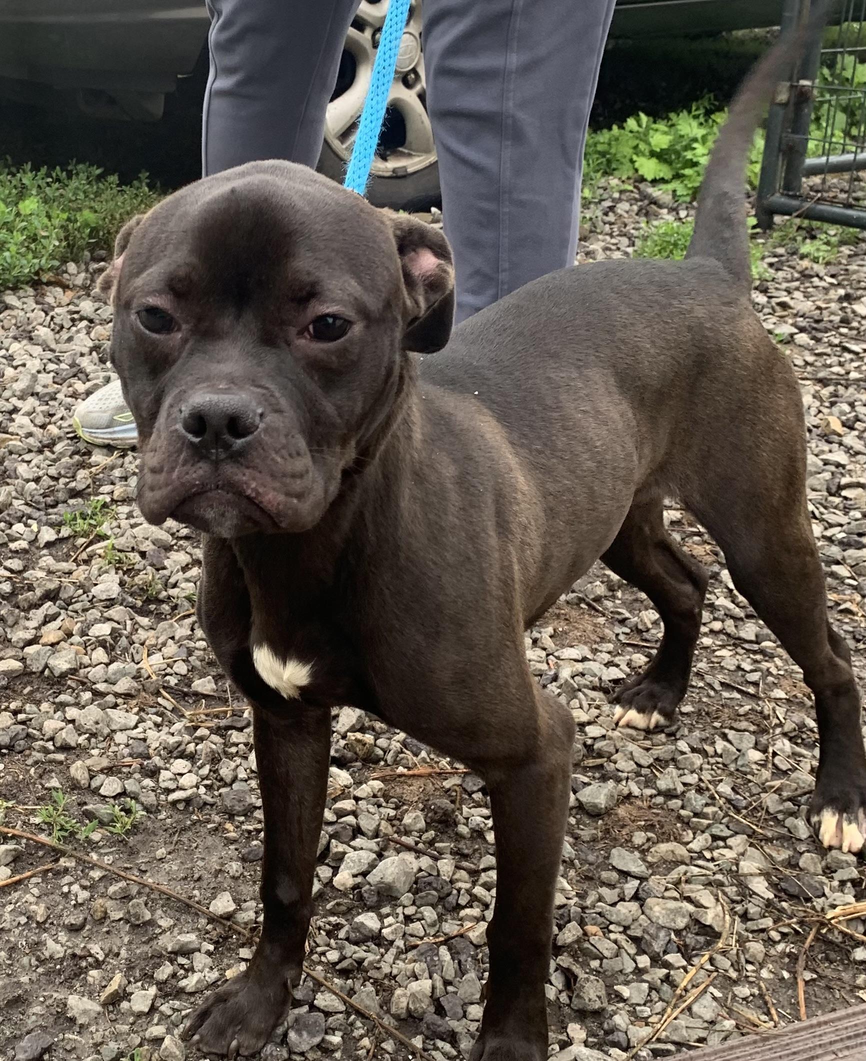 Enlarge Nugget, a ADOPTABLE Mixed Breed in McKeesport, PA image 3/6