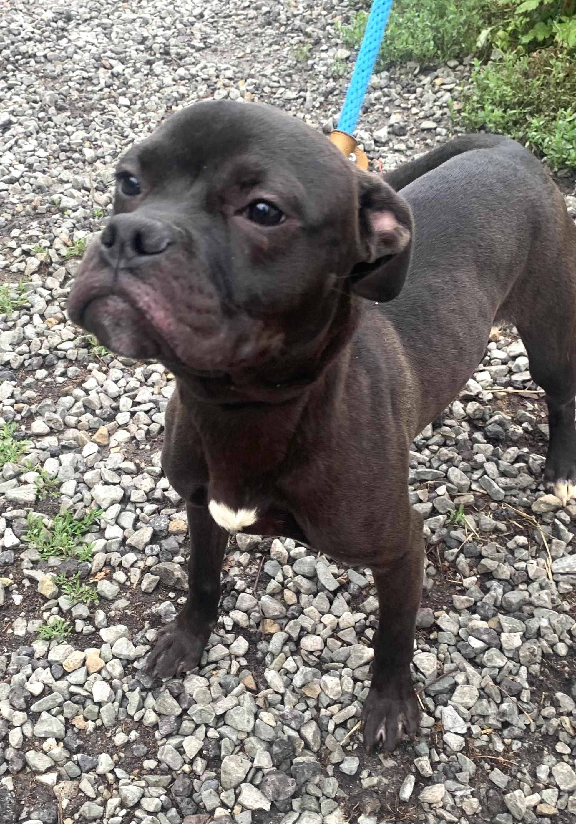 Enlarge Nugget, a ADOPTABLE Mixed Breed in McKeesport, PA image 4/6