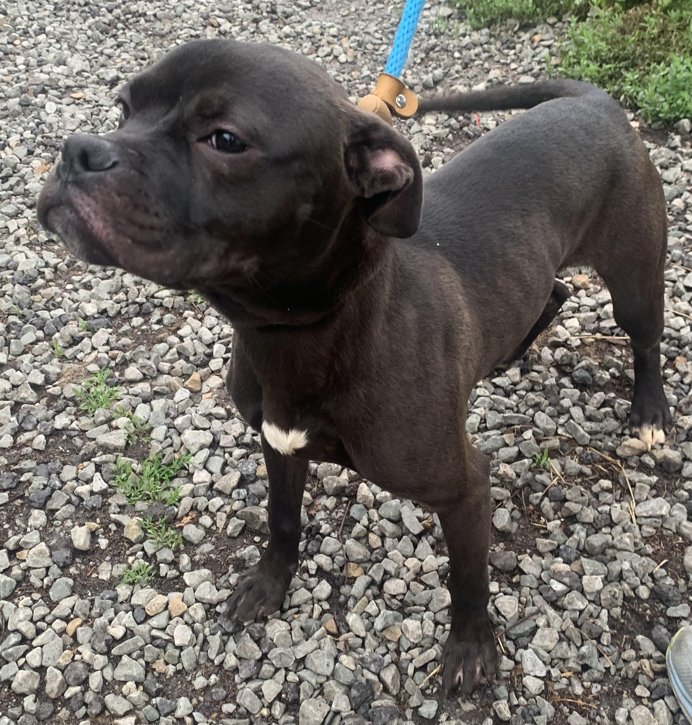 Enlarge Nugget, a ADOPTABLE Mixed Breed in McKeesport, PA image 6/6