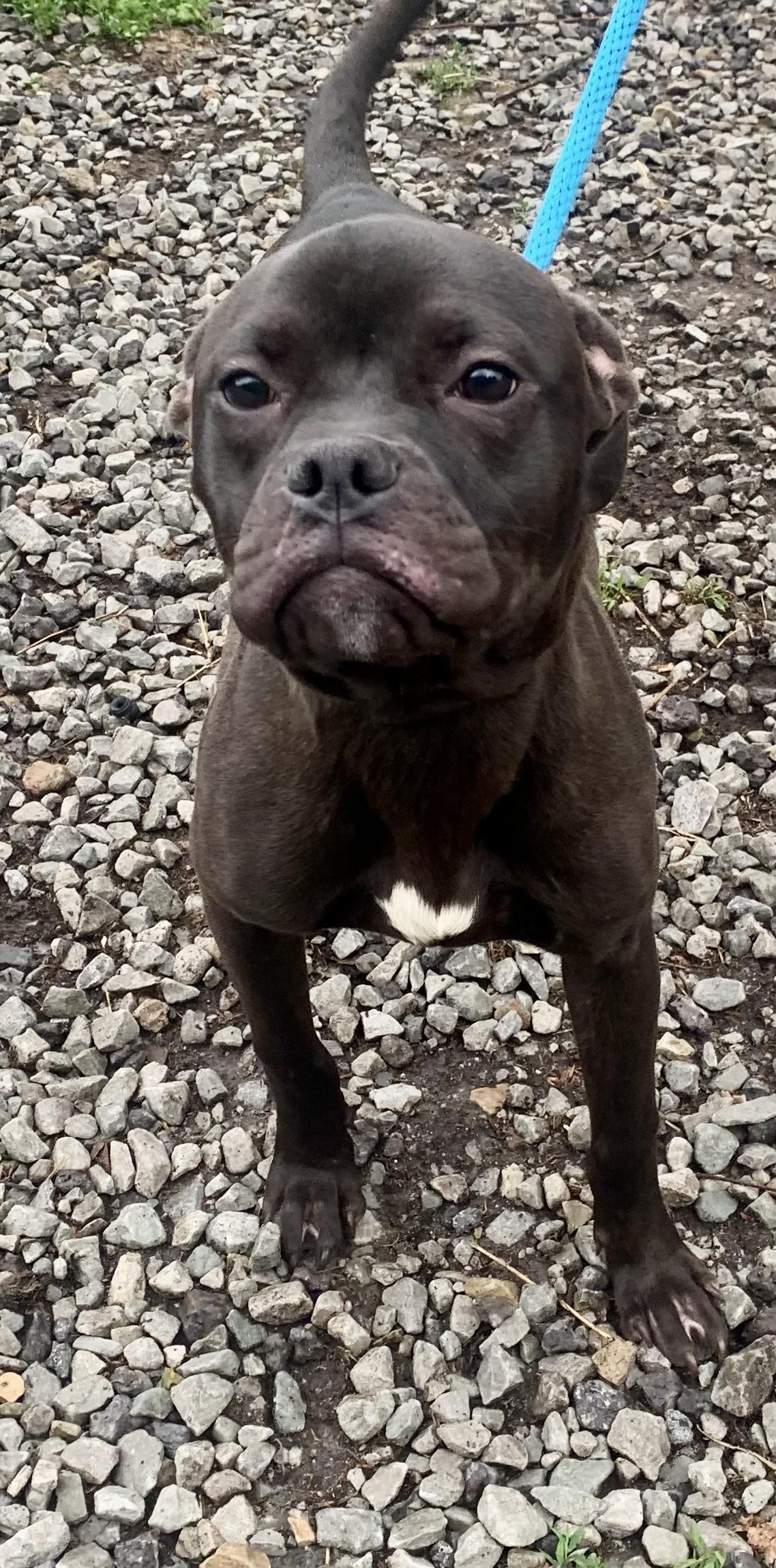 Enlarge Nugget, a ADOPTABLE Mixed Breed in McKeesport, PA image 1/6