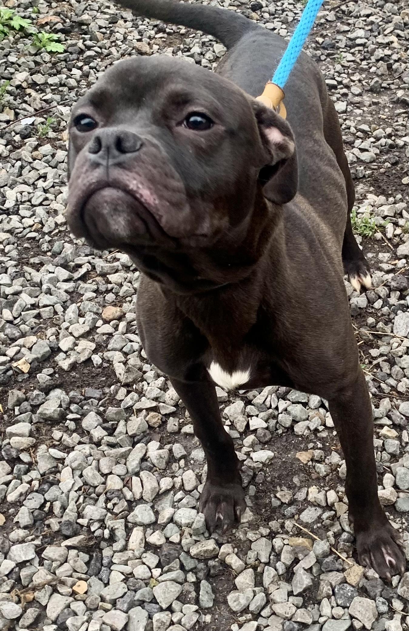 Enlarge Nugget, a ADOPTABLE Mixed Breed in McKeesport, PA image 5/6