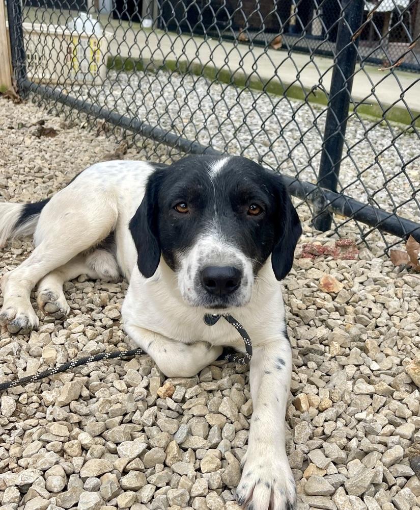 Carl, a Adoptable mixed breed in Dickson, TN image 1/2