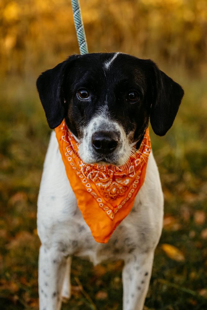 Carl, a Adoptable mixed breed in Dickson, TN image 2/2