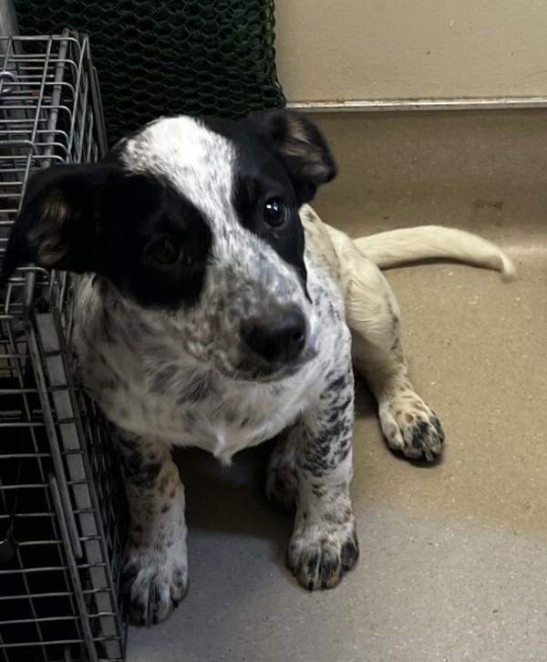 Praline, Adoptable, Puppy Male Australian Cattle Dog / Blue Heeler.