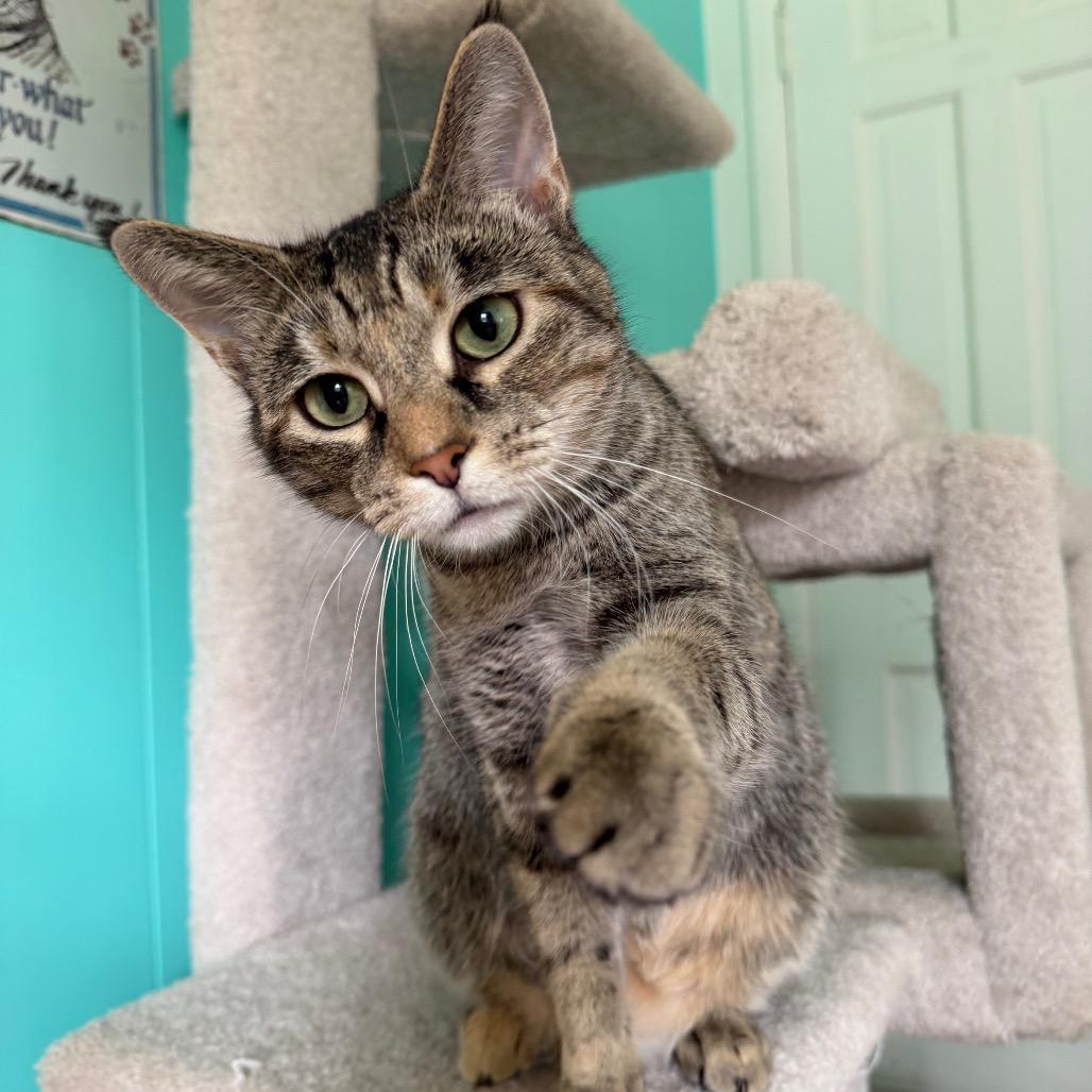 Jolene, Adoptable, Young Female Domestic Short Hair.
