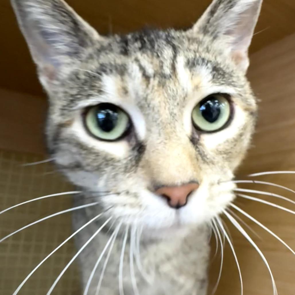 Jolene, Adoptable, Young Female Domestic Short Hair.