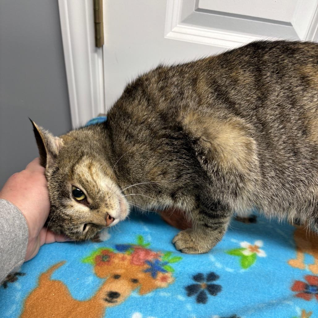 Enlarge Jolene, a Adoptable Domestic Short Hair in Granville, OH image 2/6