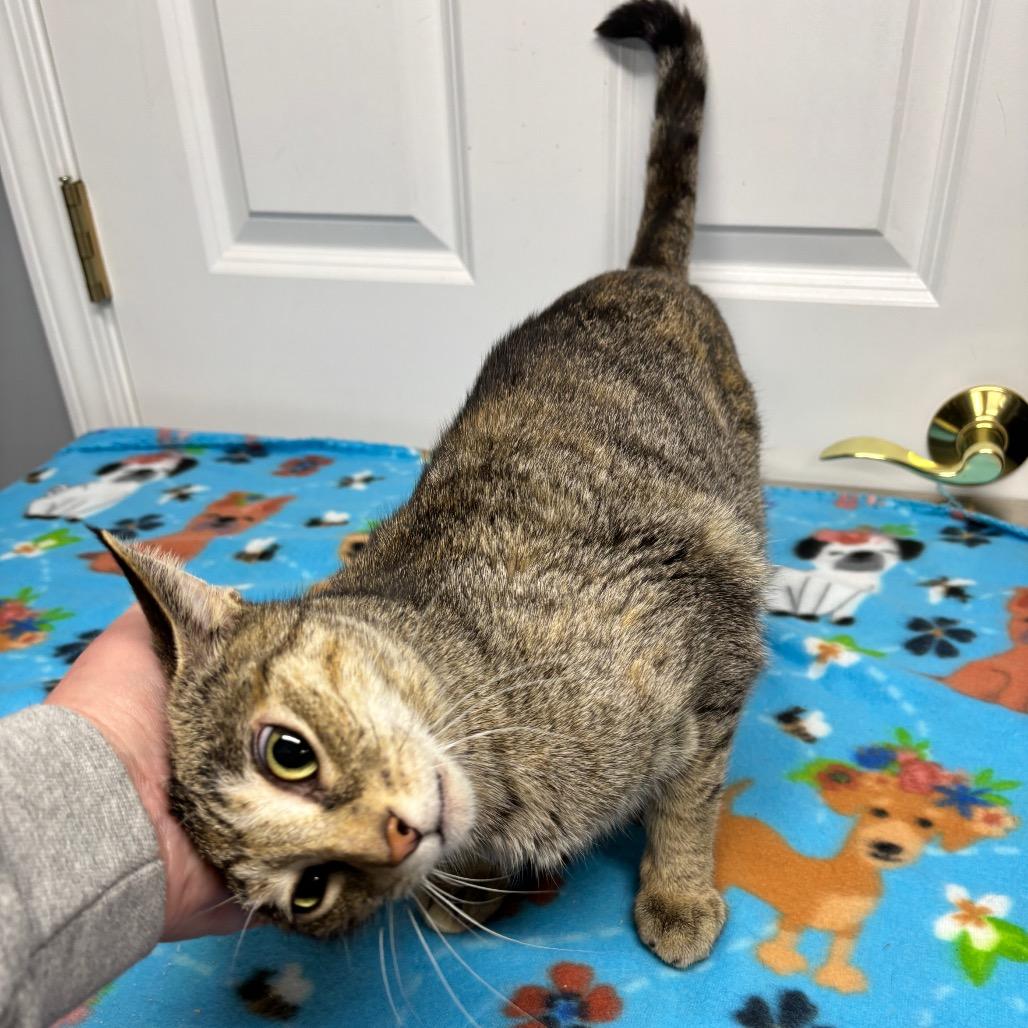Enlarge Jolene, a Adoptable Domestic Short Hair in Granville, OH image 3/6
