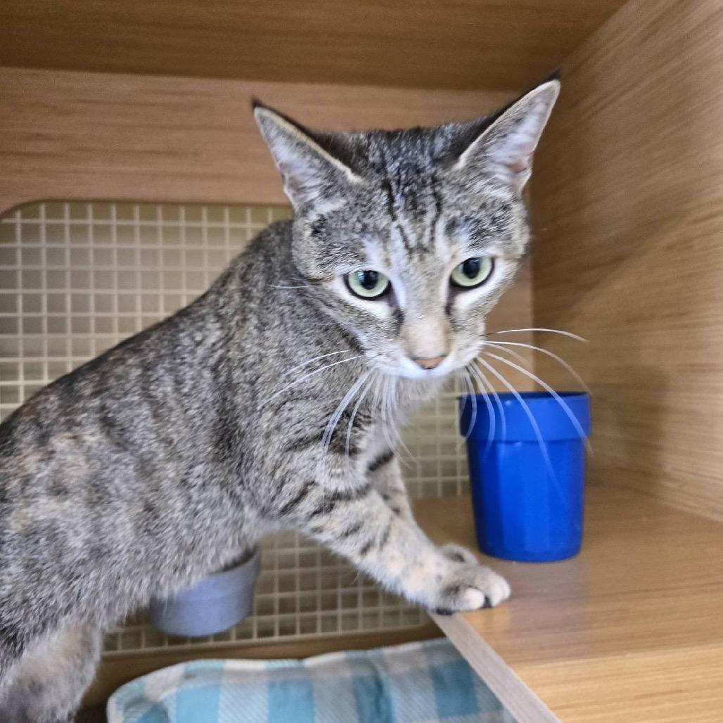 Enlarge Jolene, a Adoptable Domestic Short Hair in Granville, OH image 4/6