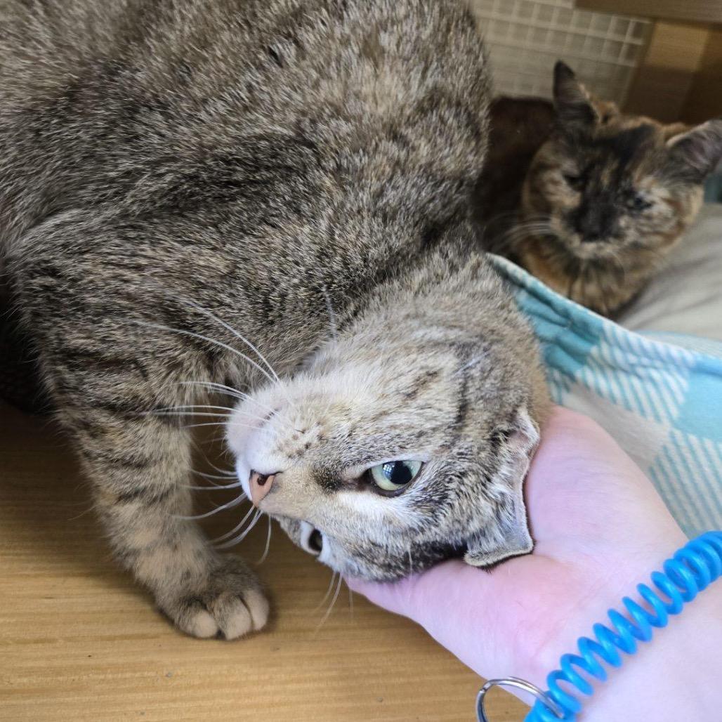 Enlarge Jolene, a Adoptable Domestic Short Hair in Granville, OH image 5/6
