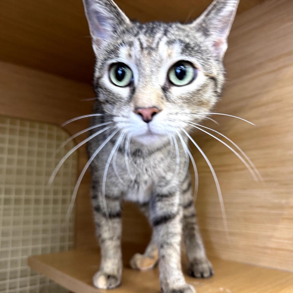 Enlarge Jolene, a Adoptable Domestic Short Hair in Granville, OH image 6/6