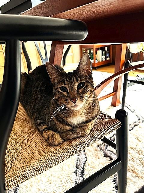 Enlarge Freddy, an adoptable Tabby in East Orange, NJ image 1/3