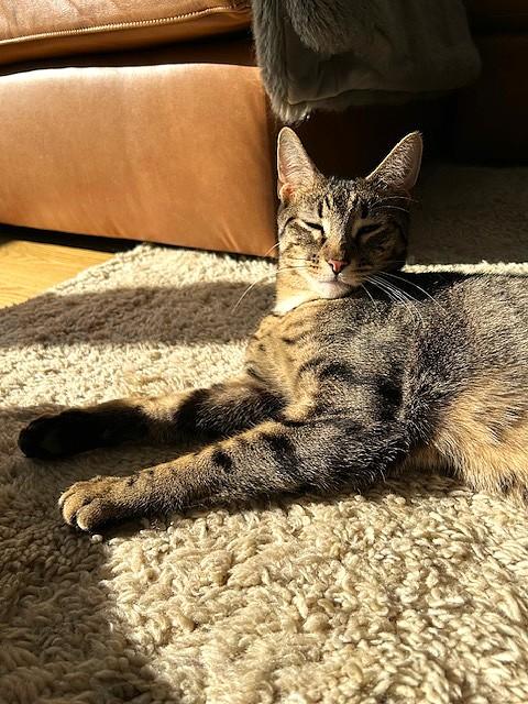 Enlarge Freddy, an adoptable Tabby in East Orange, NJ image 3/3