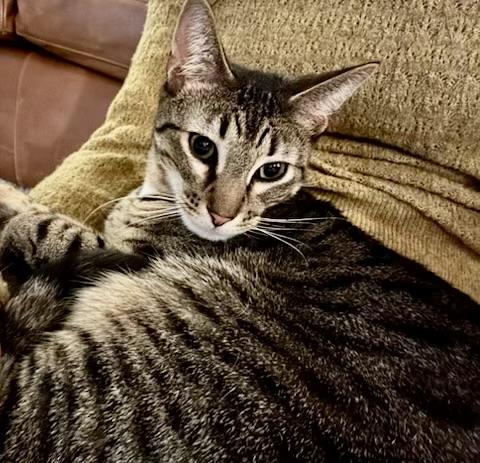 Enlarge Freddy, an adoptable Tabby in East Orange, NJ image 4/4