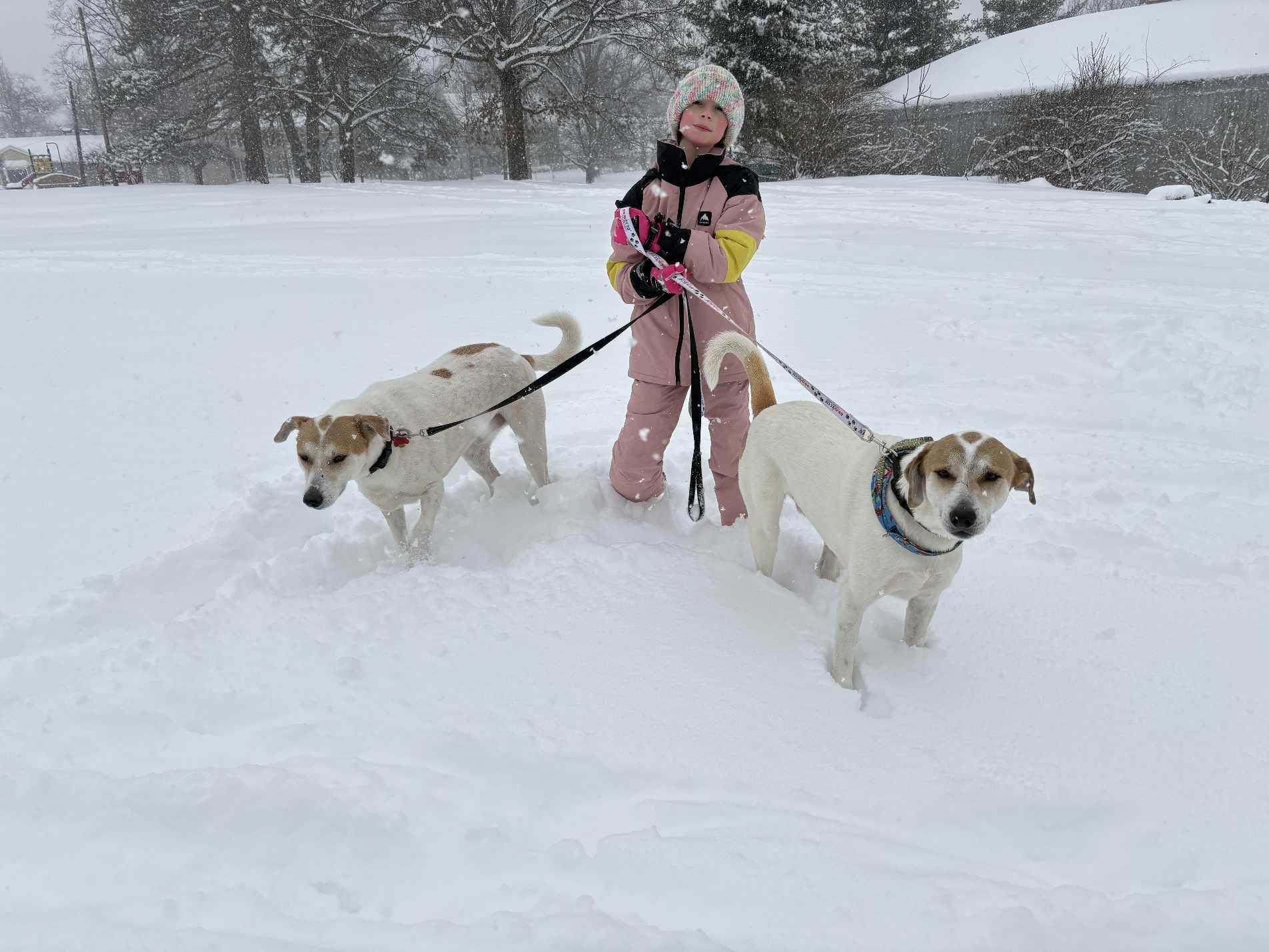 Farouk, a Adoptable mixed breed in Loveland, OH image 1/6