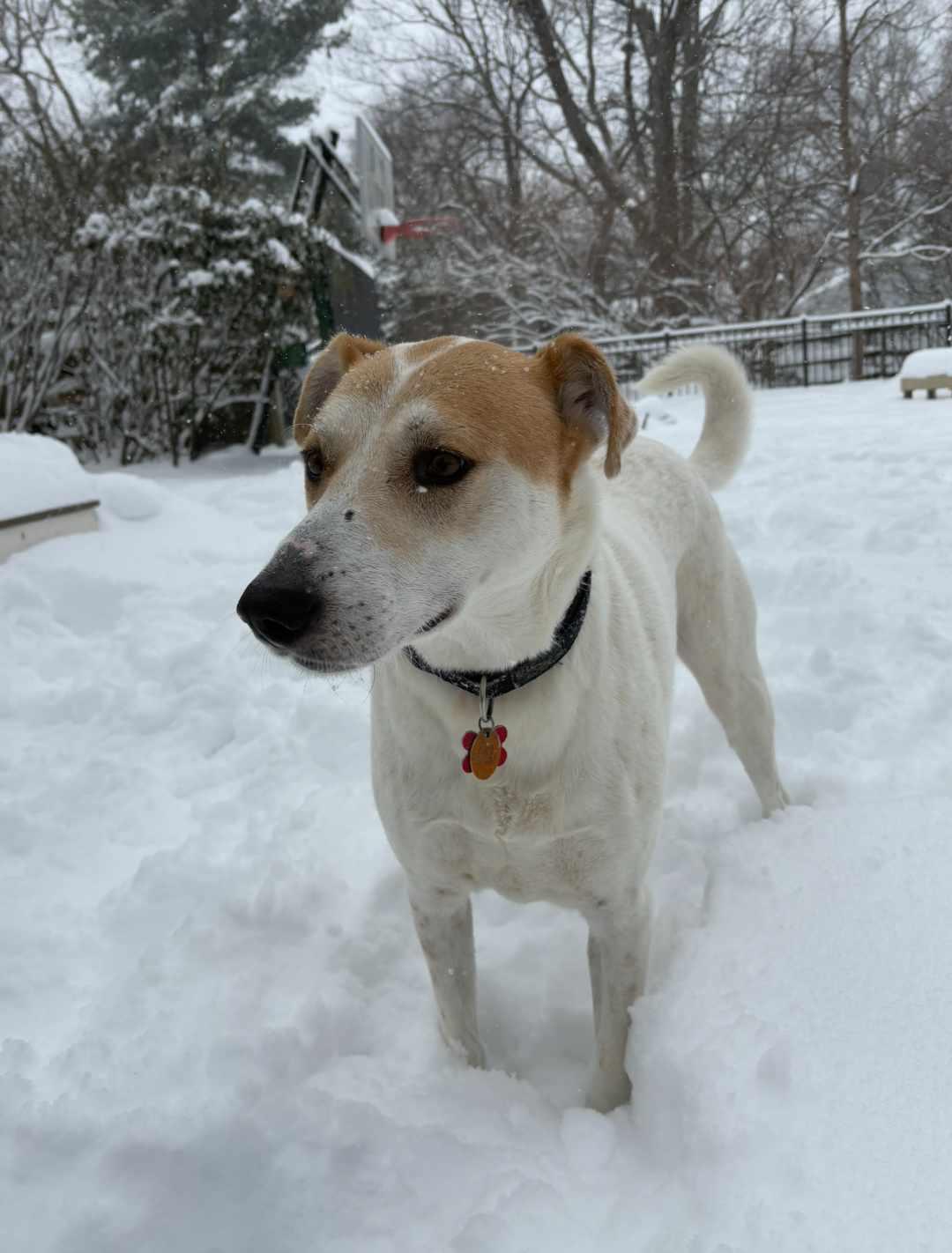 Farouk, a Adoptable mixed breed in Loveland, OH image 2/6
