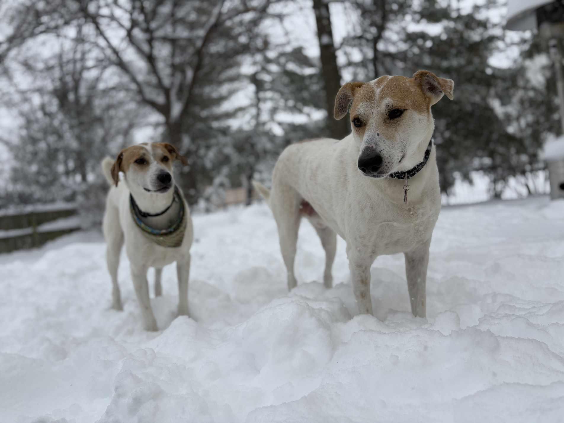 Farouk, a Adoptable mixed breed in Loveland, OH image 3/6