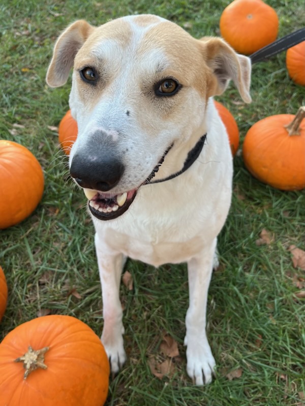 Farouk, a Adoptable mixed breed in Loveland, OH image 4/6