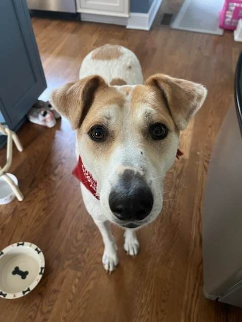 Farouk, a Adoptable mixed breed in Loveland, OH image 6/6