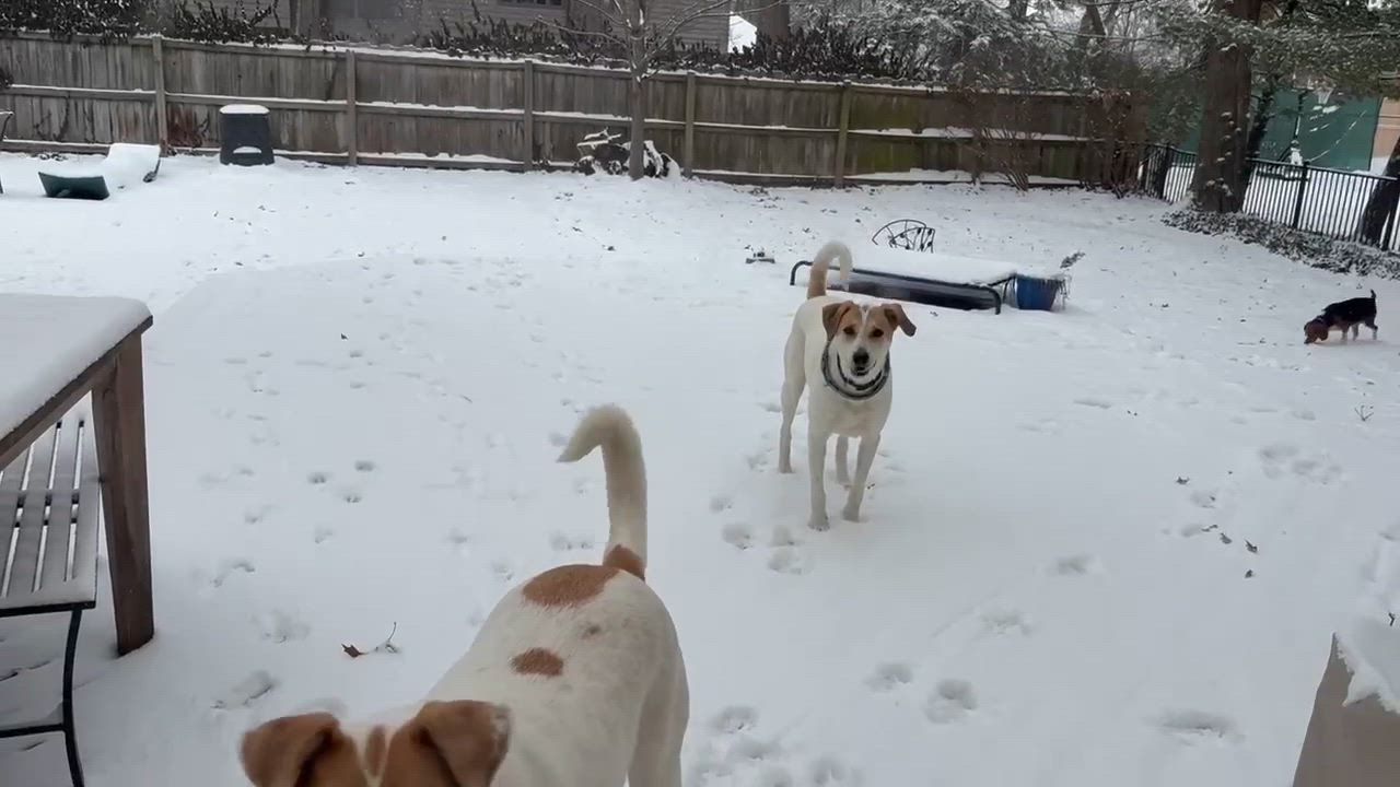 Enlarge Farouk, a Adoptable mixed breed in Loveland, OH video 5/6