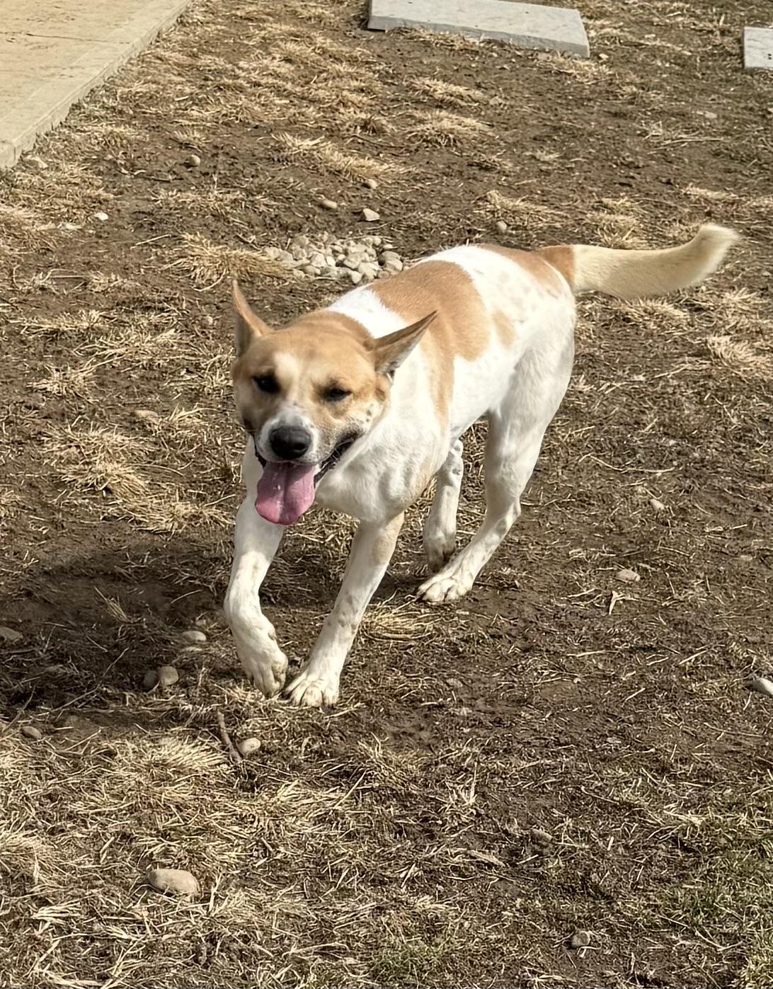 Enlarge Rylee, a ADOPTABLE Mixed Breed in Brazil, IN image 4/4