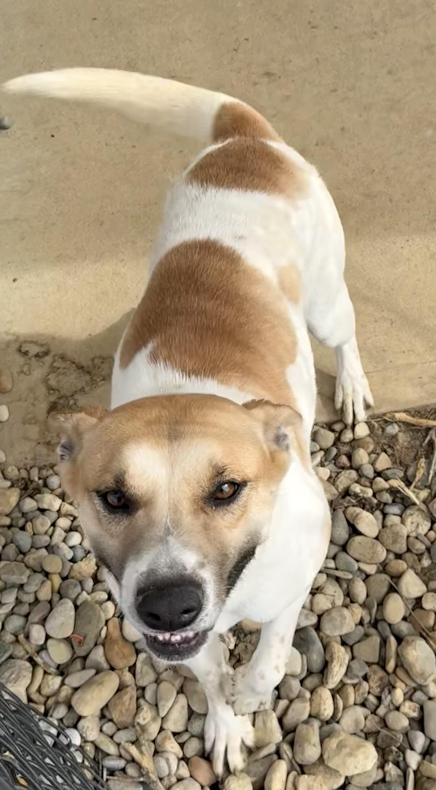 Rylee, ADOPTABLE, Adult Female Mixed Breed.