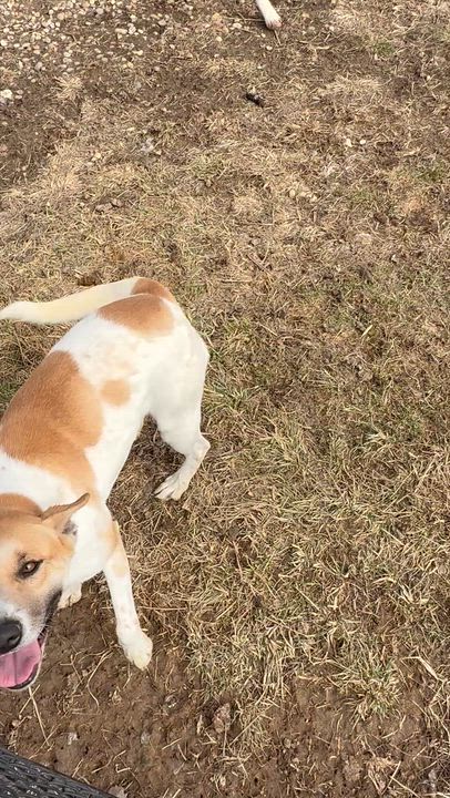 Enlarge Rylee, a ADOPTABLE Mixed Breed in Brazil, IN video 3/4