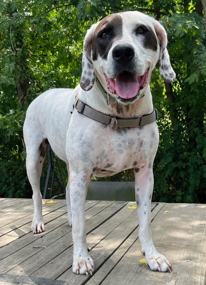 Enlarge Adelaide, a Adoptable mixed breed in Elmsford, NY image 1/6