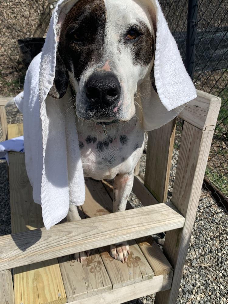 Enlarge Adelaide, a Adoptable mixed breed in Elmsford, NY image 3/6