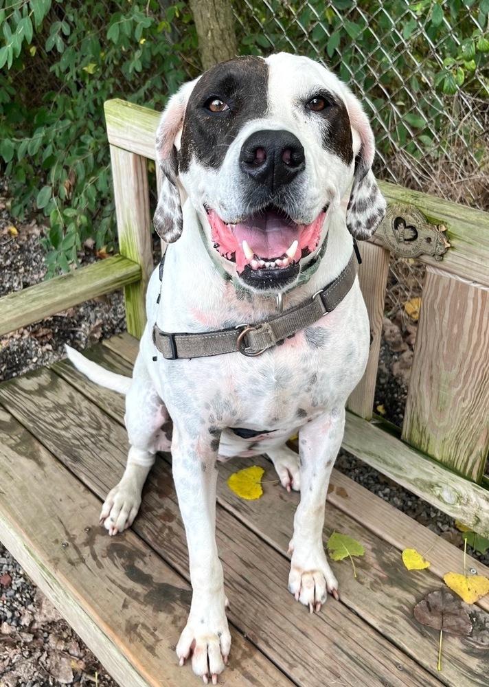 Enlarge Adelaide, a Adoptable mixed breed in Elmsford, NY image 4/6