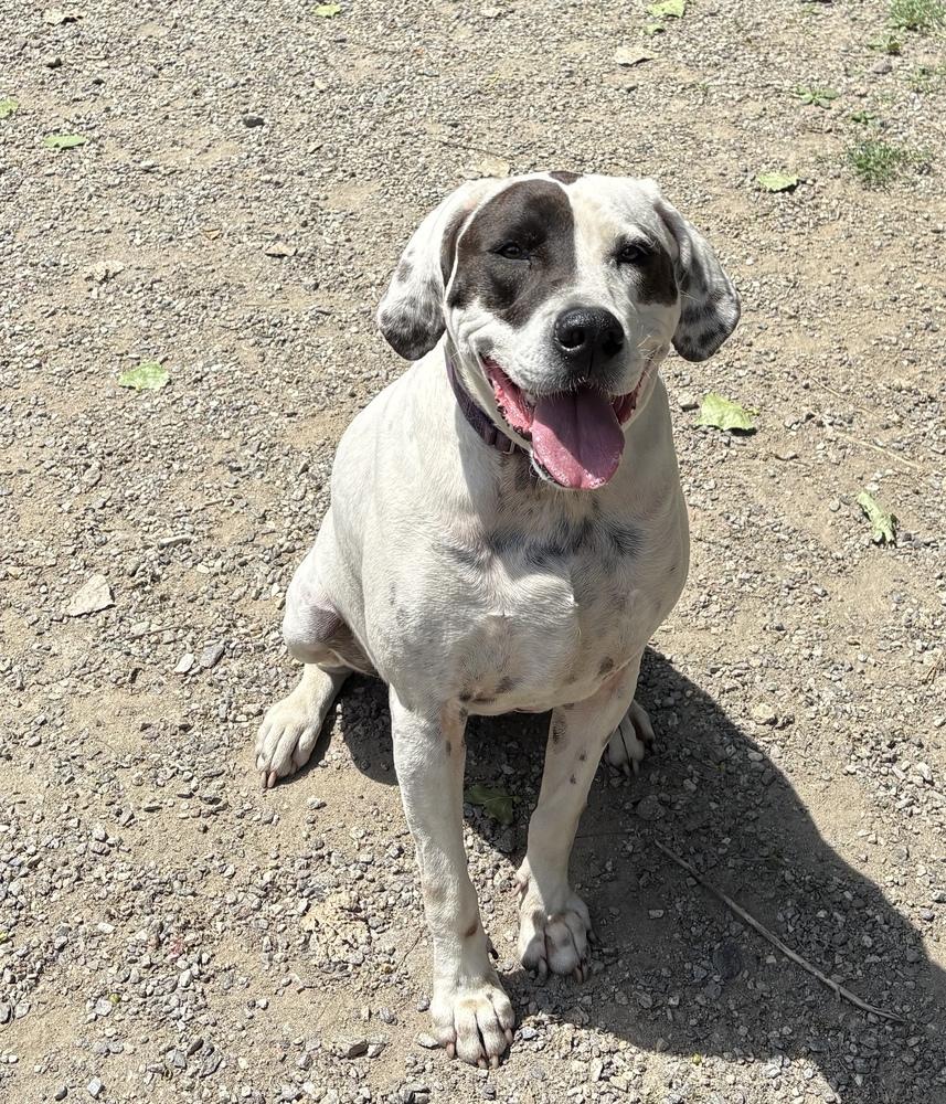 Enlarge Adelaide, a Adoptable mixed breed in Elmsford, NY image 5/6