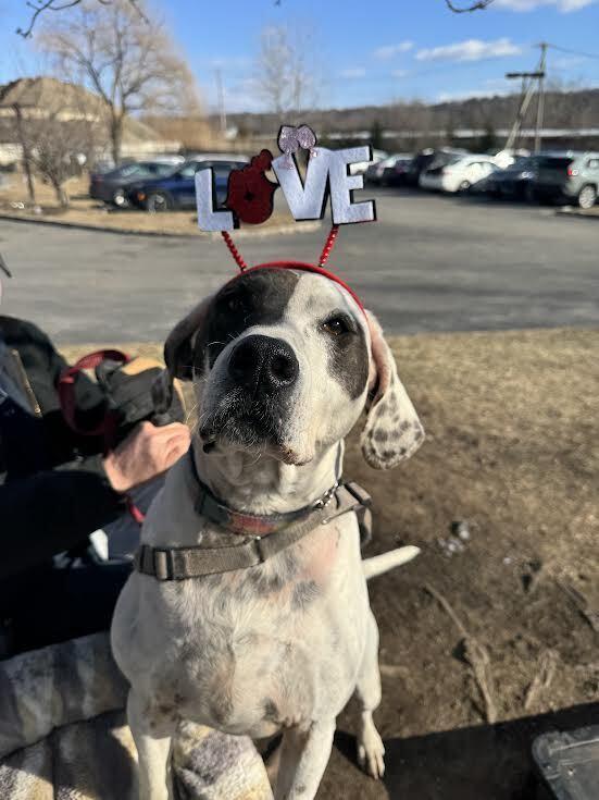 Adelaide thumbnail 6