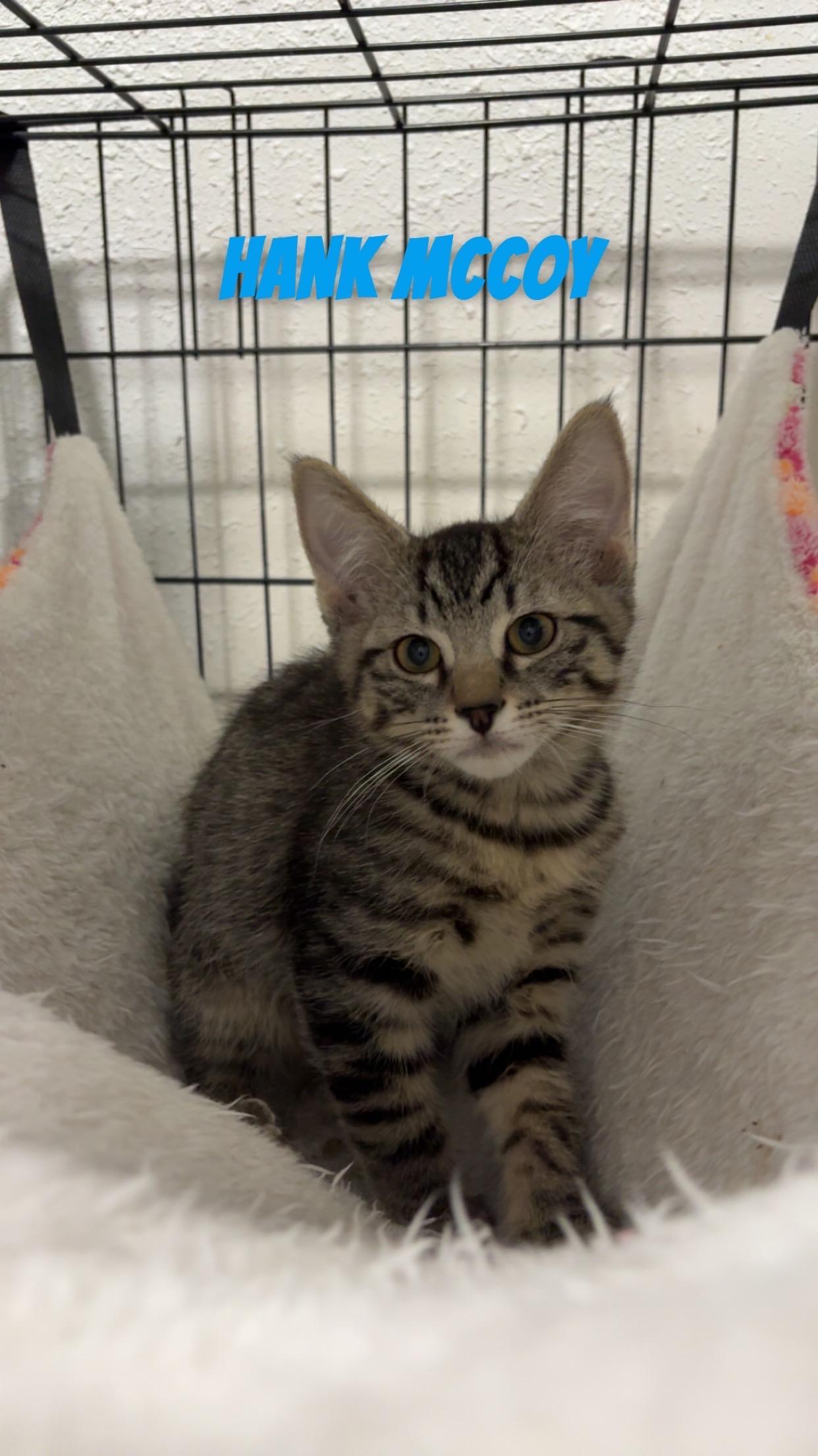 Hank McCoy, Adoptable, Young Male Domestic Short Hair.