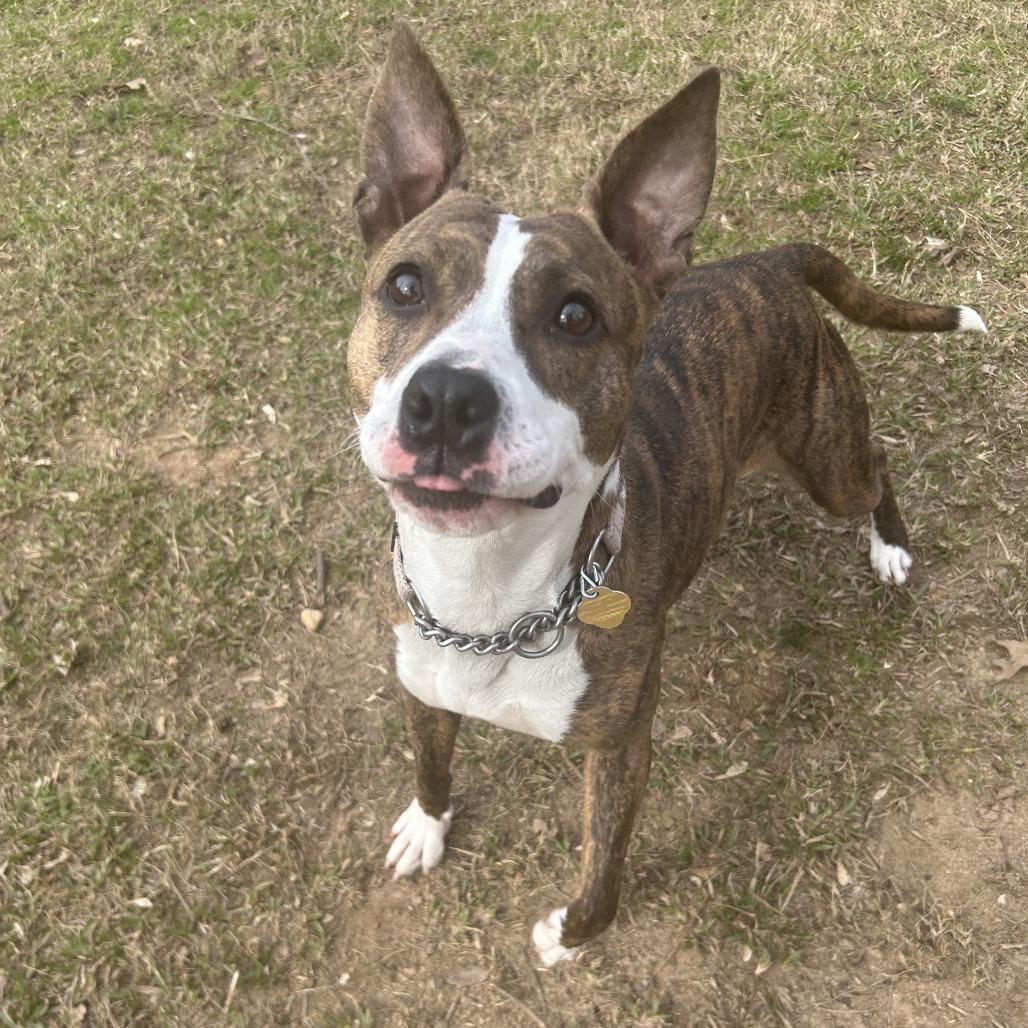 Savina, Adoptable, Adult Female Mixed Breed.