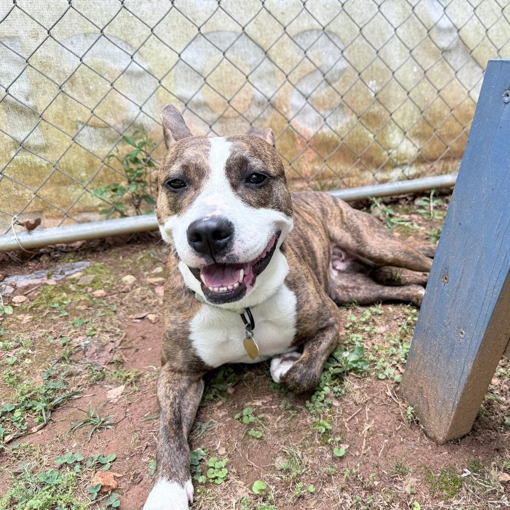 Enlarge Savina, a Adoptable Mixed Breed in Auburn, AL image 2/6