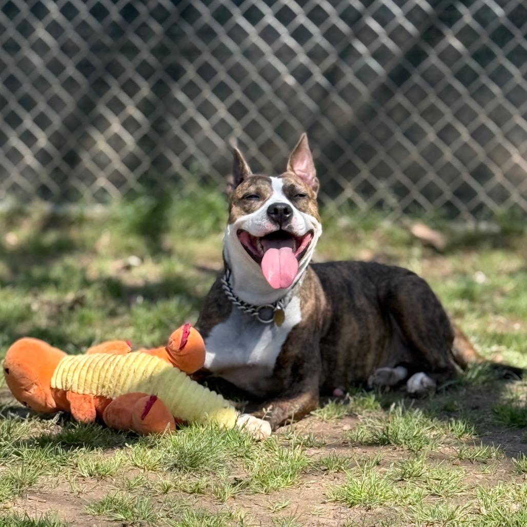 Savina, Adoptable, Adult Female Mixed Breed.