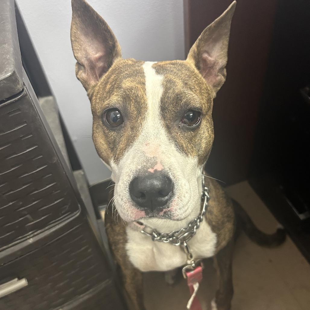 Savina, a Adoptable Mixed Breed in Auburn, AL image 2/6